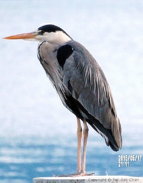 Gray Heron (Ardea cinerea), Lake Geneva, Switzerland, 05-17-2015