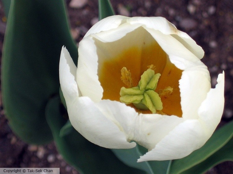 Tulip (Tulipa gesneriana) 05-03-2006