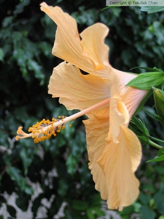 Hibiscus rosa-sinensis, NYC, 07-05-2007