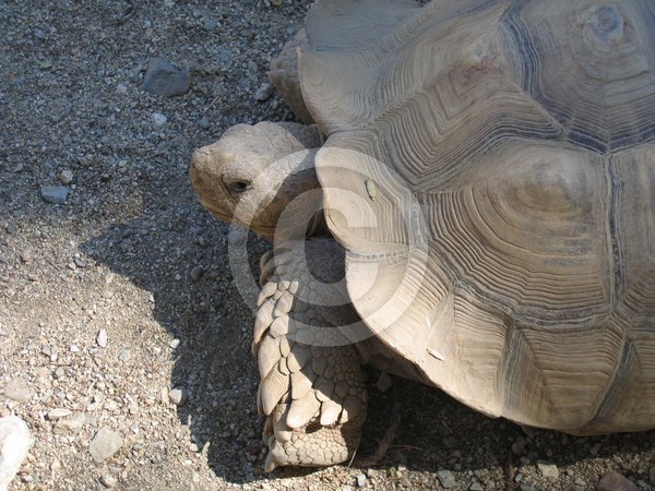 African Spurrred Tortoise