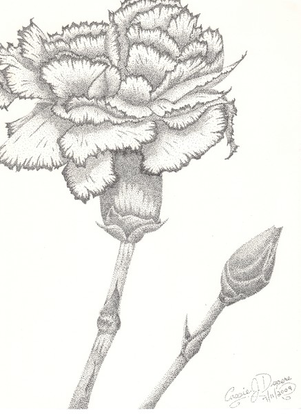 Carnation