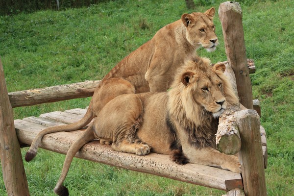 Lions