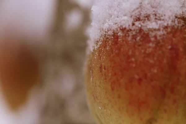 Snow Apple