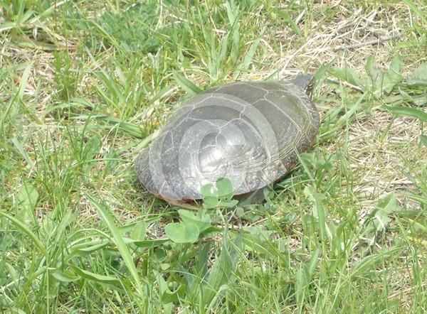 Turtle