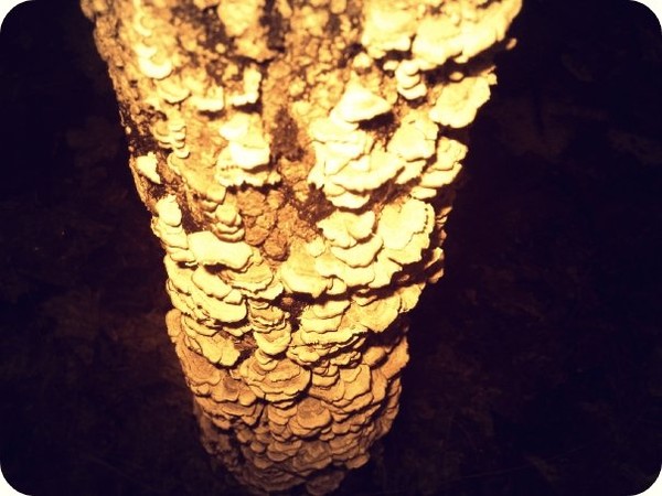 Pretty Fungus