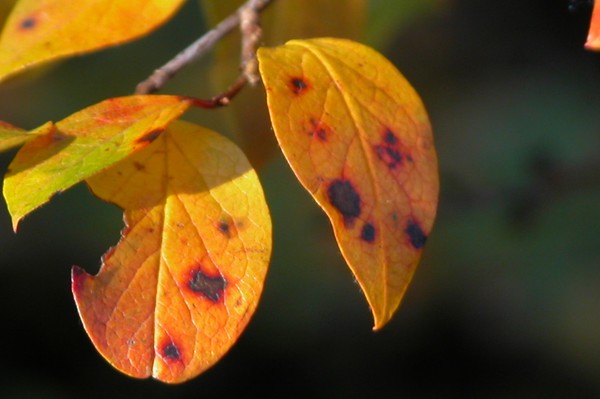 Autumn Leaves 1