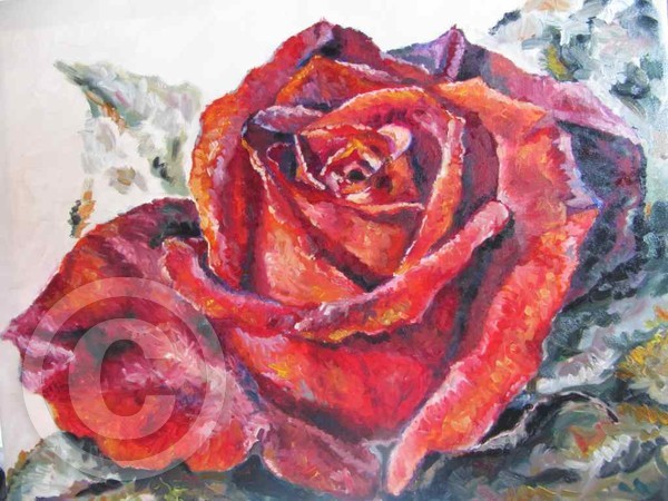 Soft Rose (oil)