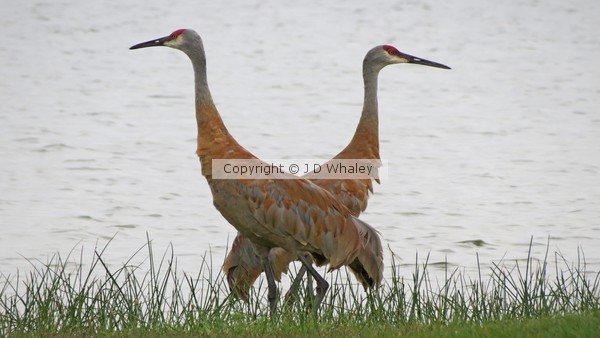 7508 Sandhill Cranes