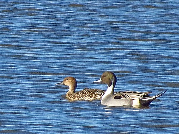 1855 pintail pair