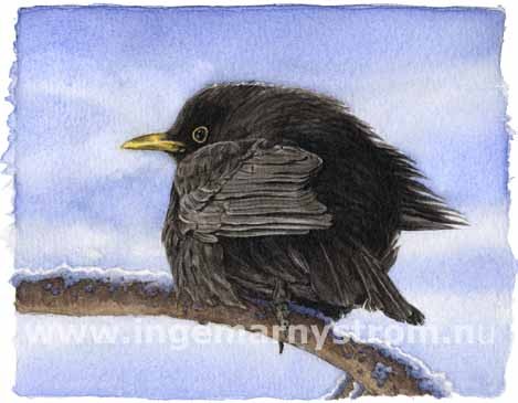 Seasons: Blackbird-Winter
