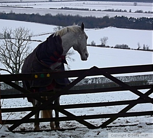 horse looking at the snow scene