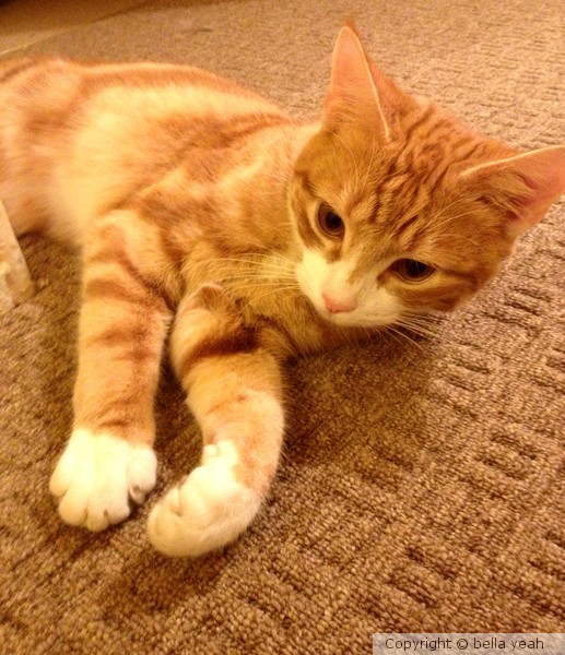 orion, checking out the new carpet