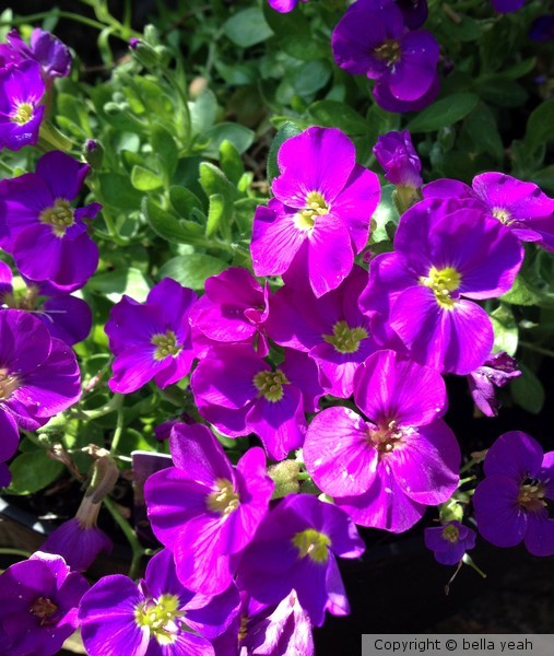 aubretia