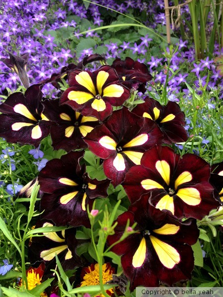 petunia 
