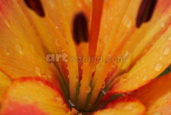 Morning Dew