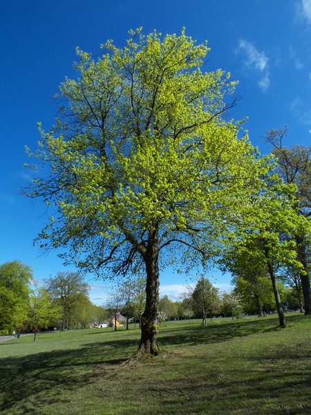 tree in the park