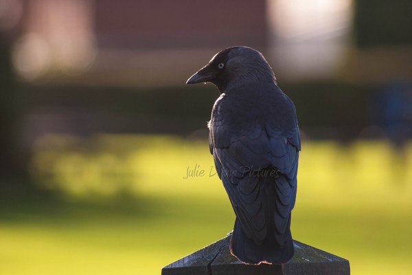 On Watch