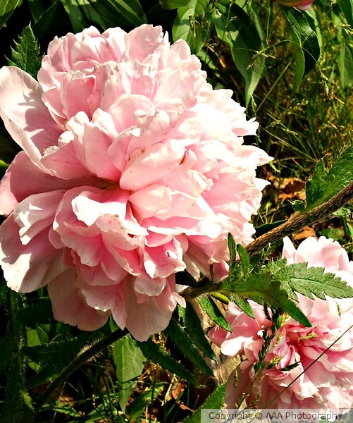 Peony