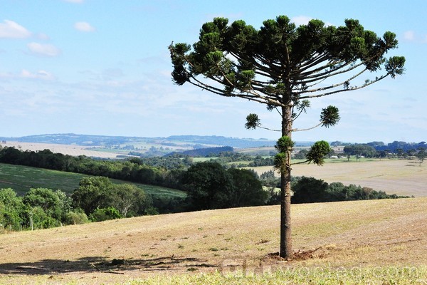 Araucaria