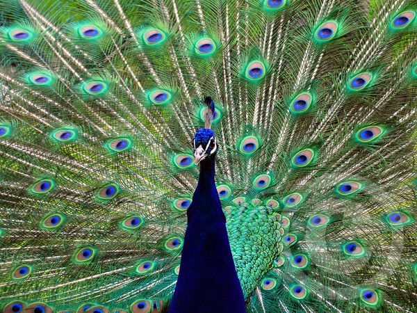 peacock