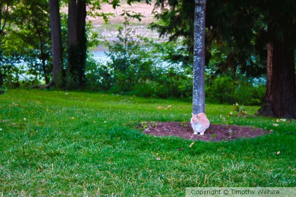 Battle cat
