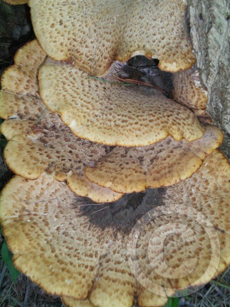The fungi lives!!!!