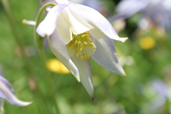 Summers Flower