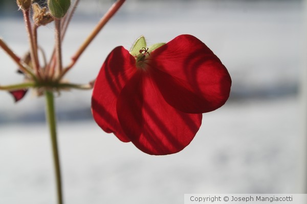 Winter Flower III