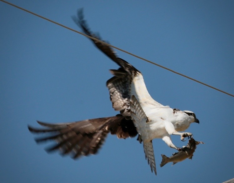 Osprey 