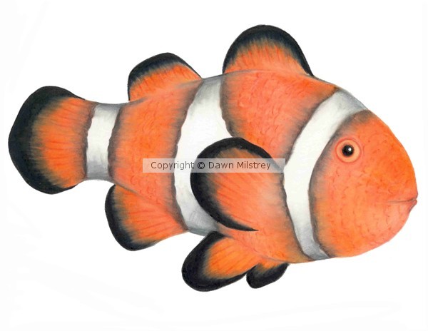 Clown Fish (Nemo)
