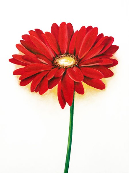 Flowers Red Gerber Daisy