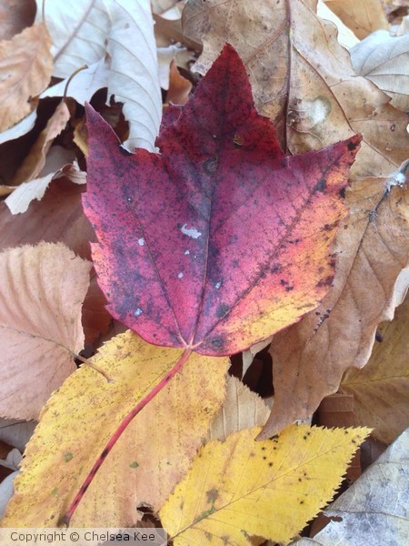 Fall