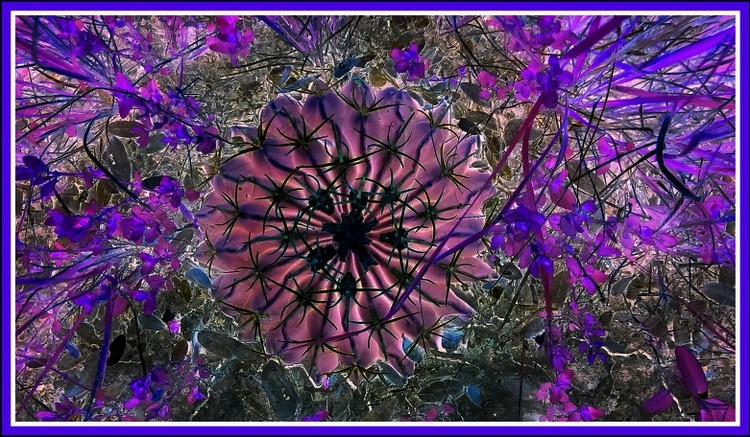 Inverted Cactus b