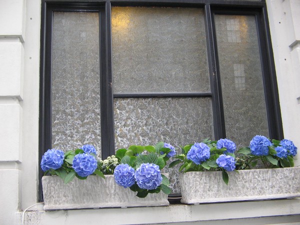 Spring Flowers at Washington Sq