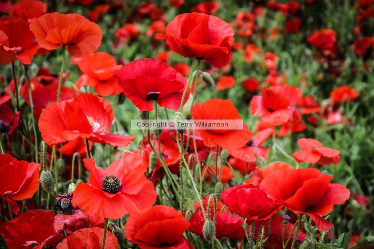 North Carolina Poppies