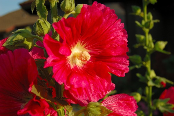 Hollyhock flower