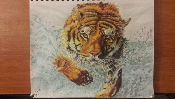 Tiger (colored pencil)
