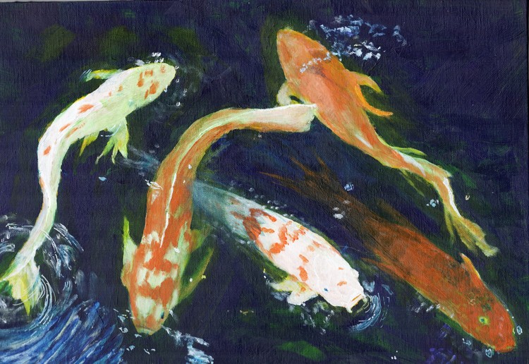 Koi