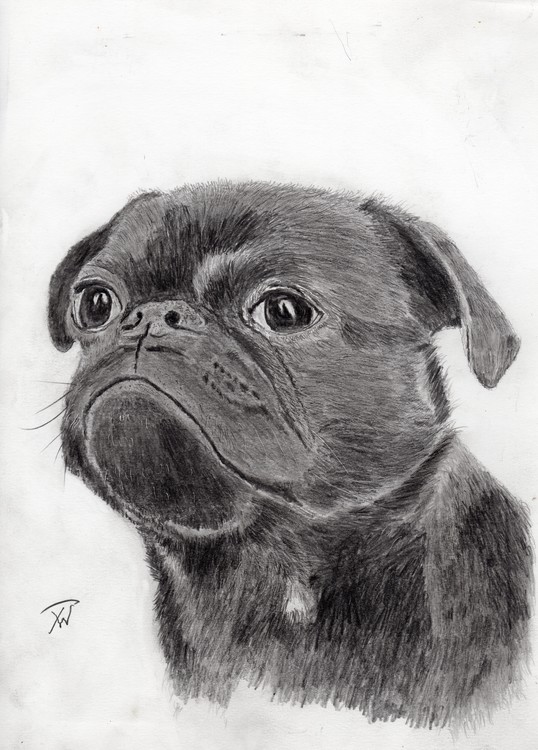 Bonzo