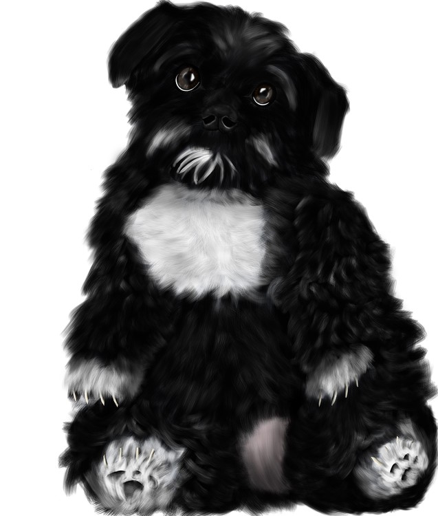 Lhasa Apso