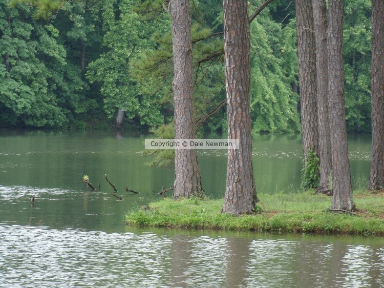 Trees in the Lake 