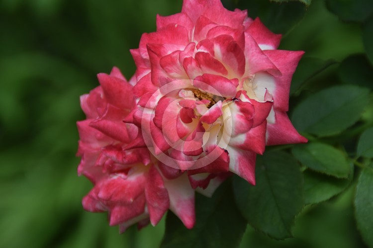 Malaysian Flowers