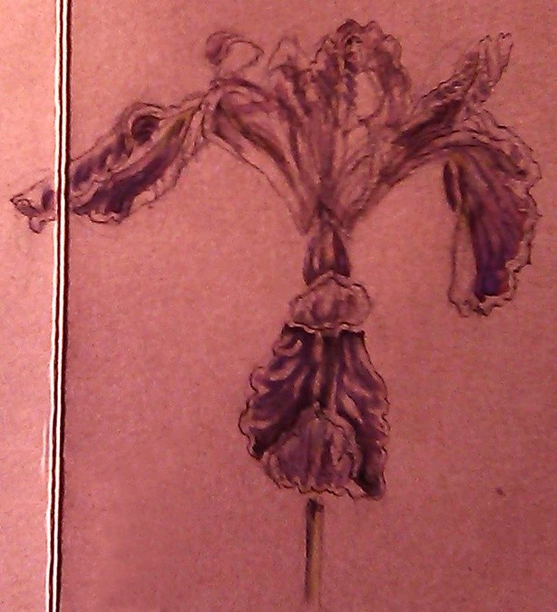 Veined Iris Watercolor