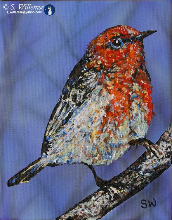 Scarlet honeyeater Art Australian Birds Susan Willemse