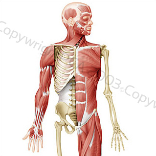 Anatomical man