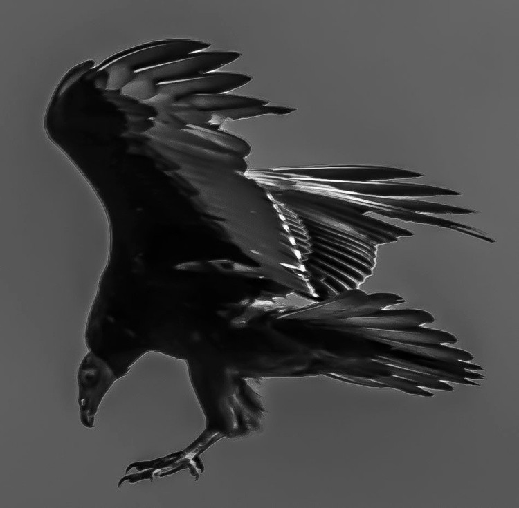 Turkey Vulture - April 7  2026