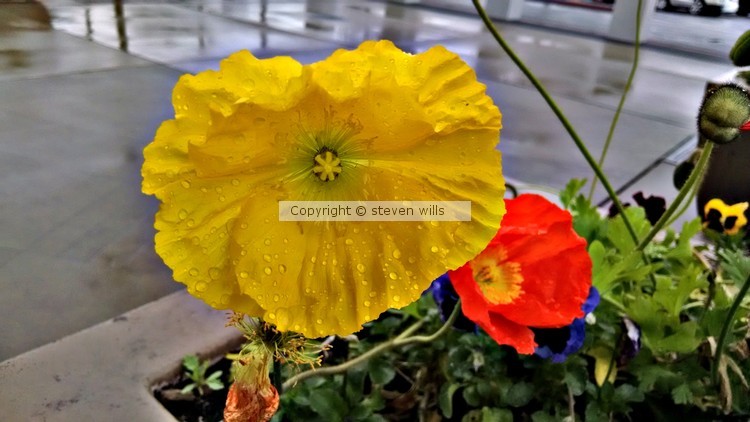 611lovely poppies