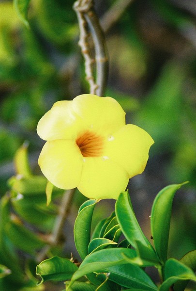 flower