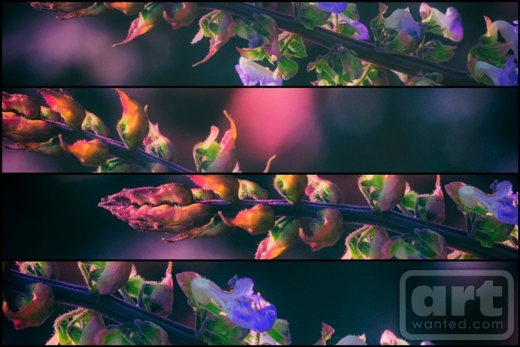 Salvia Photo Collage