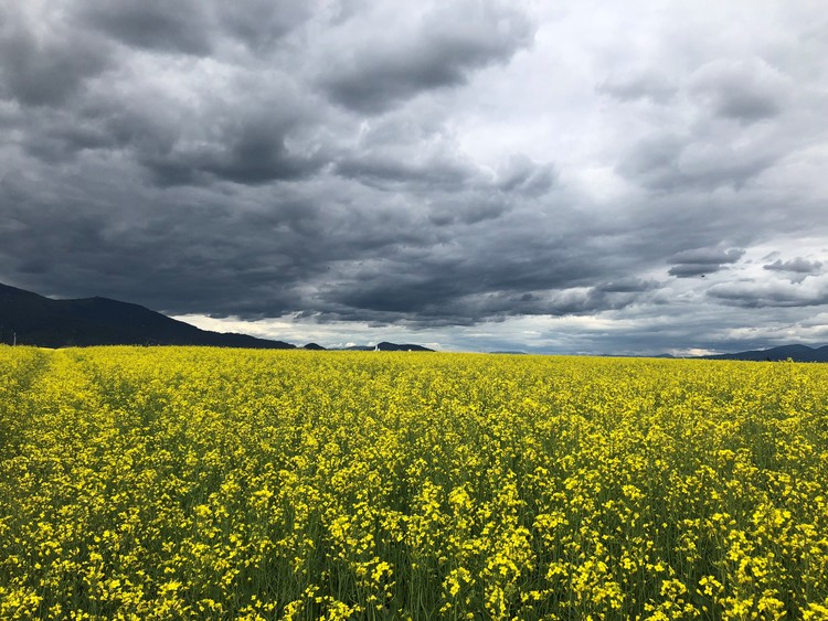 Rathdrum Prairie